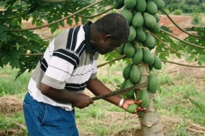 Culture de papaye